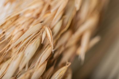 Close-up of wheat