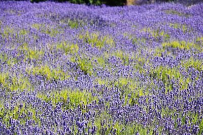 Fresh purple flowers in field