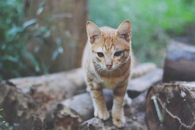 Close-up of cat