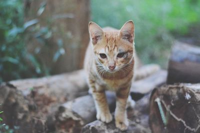 Close-up of cat