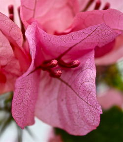 Close-up of pink rose flower