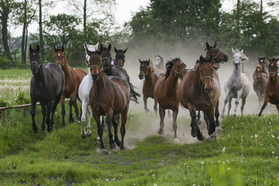 Horses on field against sky