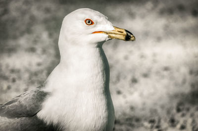 Close-up of seagull