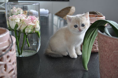 Close-up of cat sitting on table