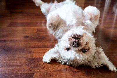 High angle portrait of a dog lying down on hardwood floor