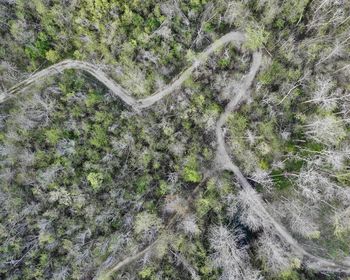 High angle view of road amidst trees