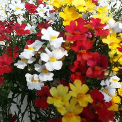 Full frame shot of multi colored flowering plants