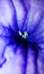 Close-up of spider on purple flower