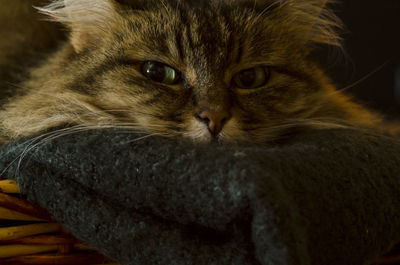 Close-up portrait of a cat