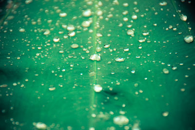 Full frame shot of raindrops on leaves