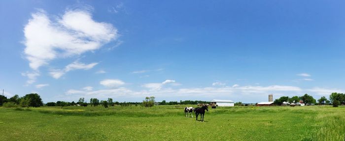 Horses on grassy field