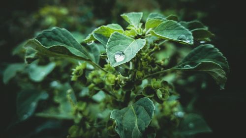 Close-up of wet plant leaves