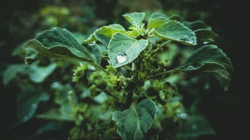 Close-up of wet leaves