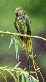 Close-up of bird perching on plant