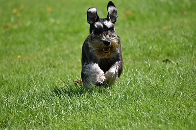 Dog running on grassy field