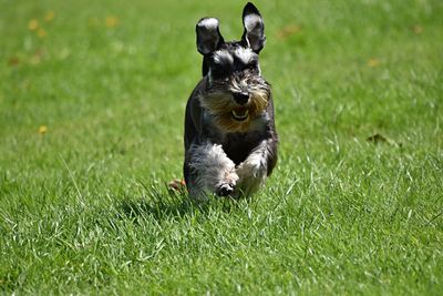 Dog sitting on field