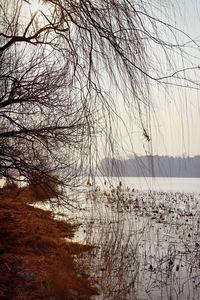 Reflection of trees in water