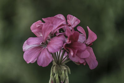 Close-up of pink flowering plant