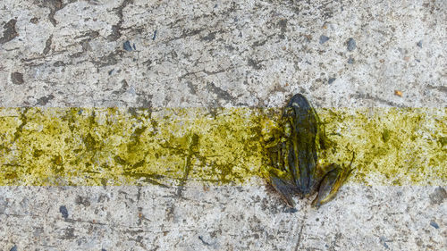 Close-up of yellow plants against wall