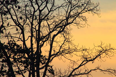 Low angle view of silhouette trees against sky at sunset