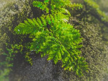 Close-up of green leaves