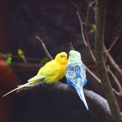 Close-up of budgerigars perching on branch