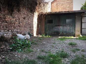 Dog in front of built structure