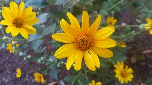 Close-up of yellow cosmos flower blooming in field