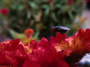 Close-up of insect on red flower