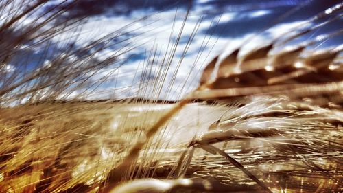 Close-up of stalks in field against sky