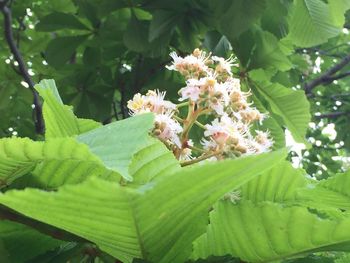 Close-up of flowering plant leaves