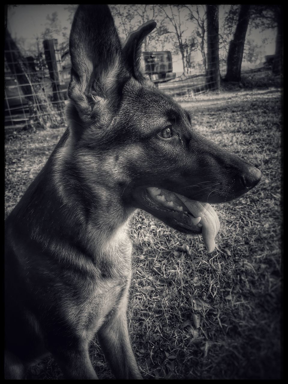 animal themes, one animal, dog, mammal, pets, domestic animals, day, no people, outdoors, german shepherd, close-up, grass, nature