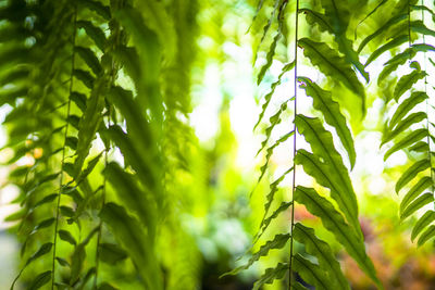 Close-up of green leaves