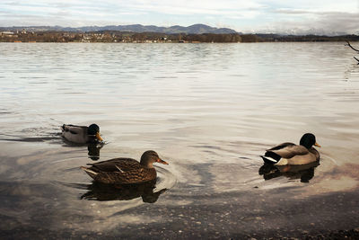 High angle view of ducks swimming on lake