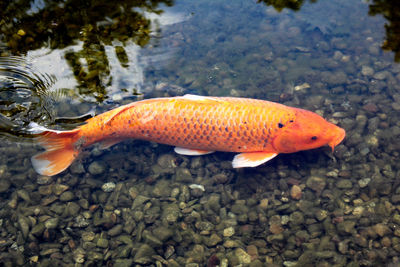 Fish in a lake