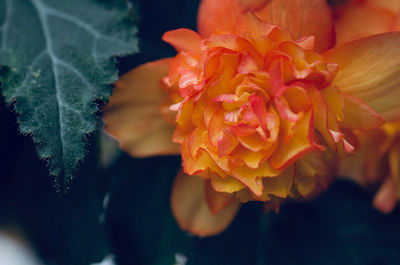 Close-up of rose bouquet