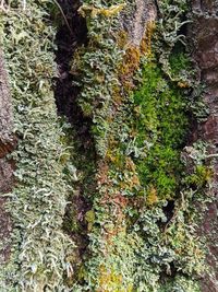 High angle view of moss growing on tree trunk