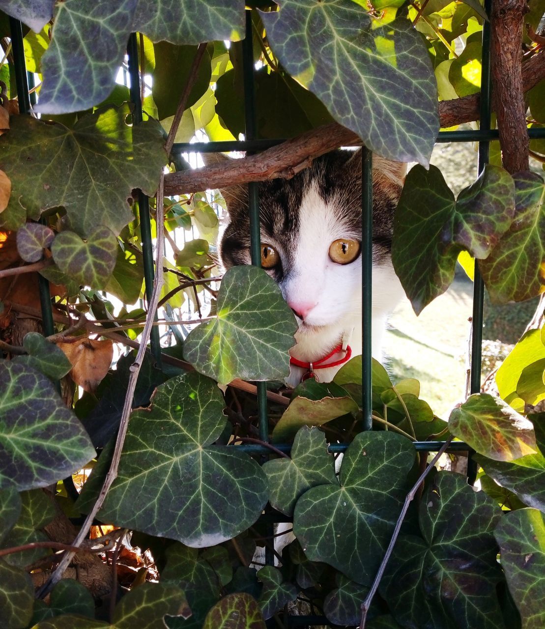 PORTRAIT OF A CAT IN A GREEN LEAVES