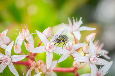 Close-up of insect on pink flower