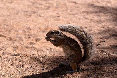 Ground squirrel on land