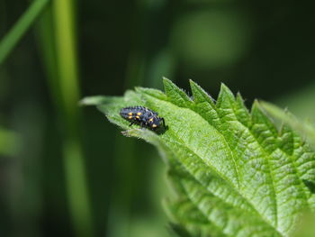 Close-up of insect on leaf