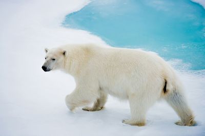 Polar bear walking on snow covered field