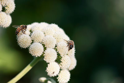 Close-up of bee pollinating flower