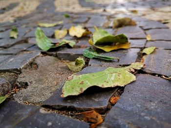 High angle view of leaves on wood