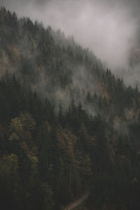 Scenic view of trees covered mountain in foggy weather