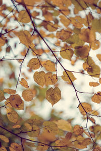 Close-up of dry leaves on tree