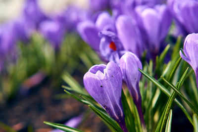 Close-up of purple crocus flowers