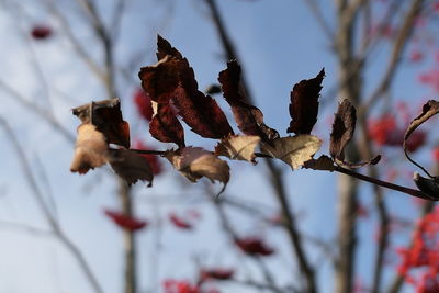 Close-up of wilted plant during winter