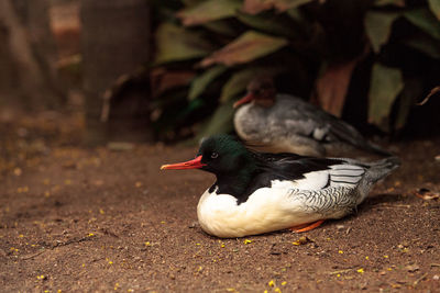 Close-up of duck