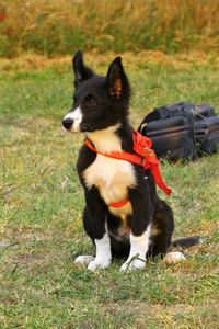 Dog looking away on field